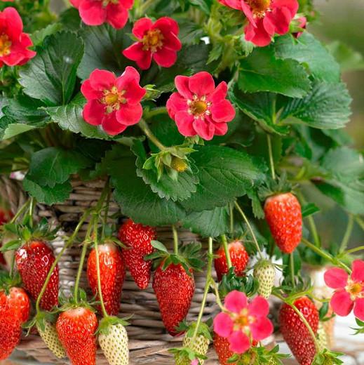 Fragaria Tristan, Everbearing Strawberry 'Tristan', Strawberry 'Tristan', evergreen shrub, Strawberries, Red Fruit, Pink flowers